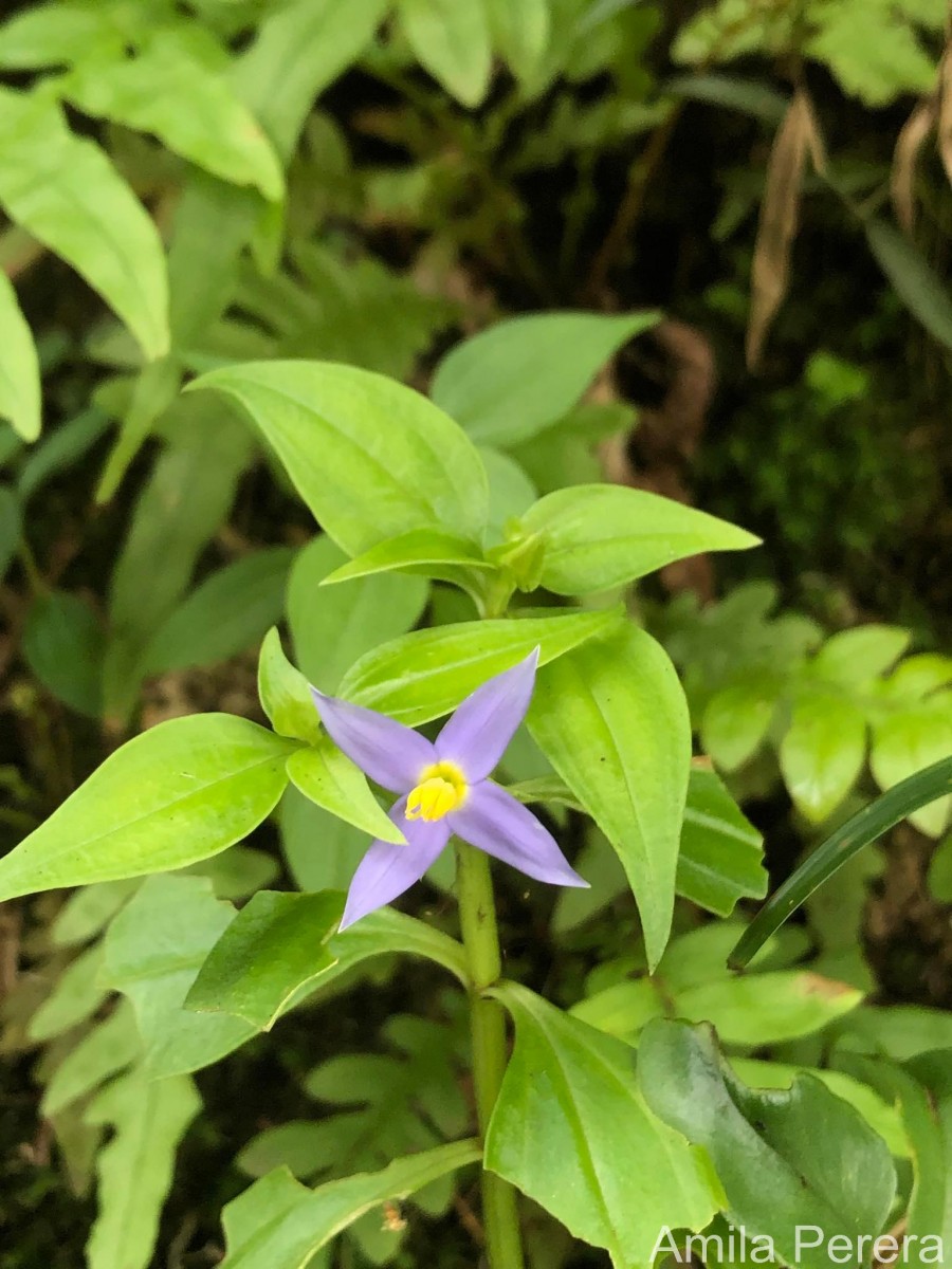 Exacum axillare Thwaites